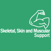 Muscular skin skeletal